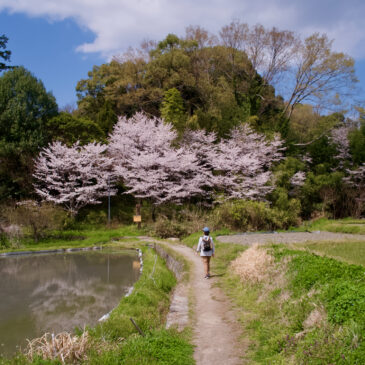 春の近郊ハイク(山の辺の道・琵琶湖疏水・音羽山)